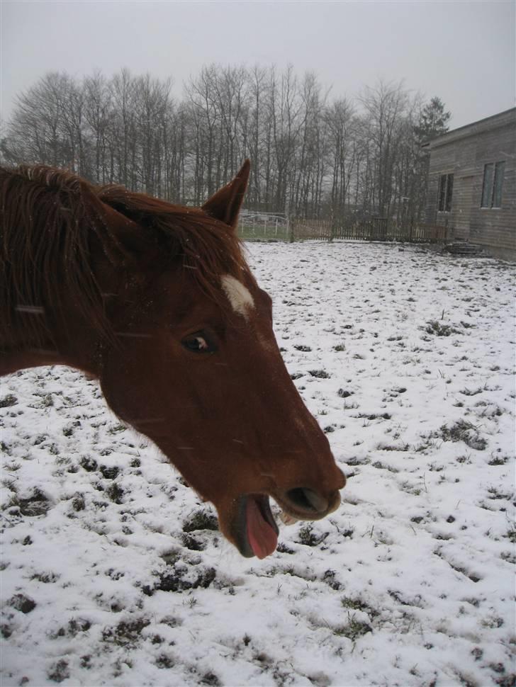 Dansk Varmblod Windy   - *8*  " Må man gabe i fred?" billede 8