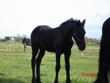 Frieser Pegasus von Hasselholt billede 5