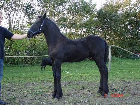 Frieser Pegasus von Hasselholt - her er jeg kun 3 måneder gammel.. billede 6