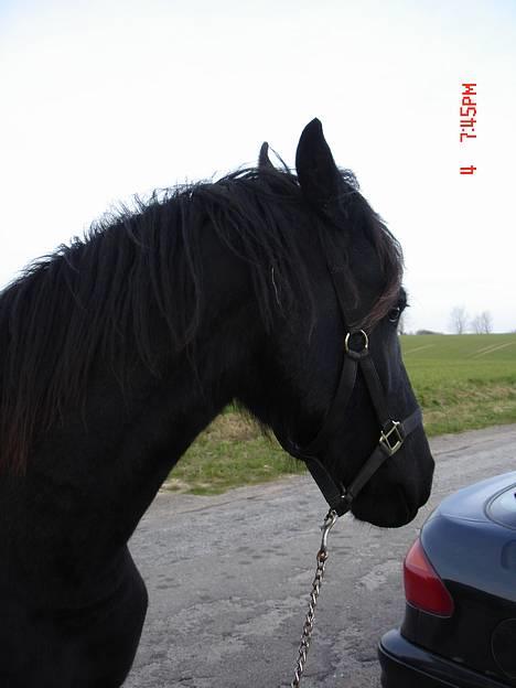 Frieser Pegasus von Hasselholt billede 8