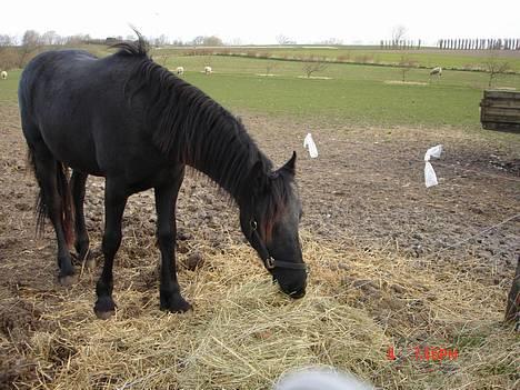 Frieser Pegasus von Hasselholt billede 9