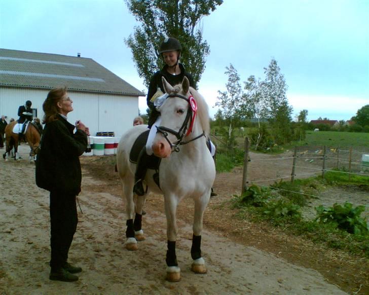 Welsh Cob (sec D) Funny - Vandt :b billede 10