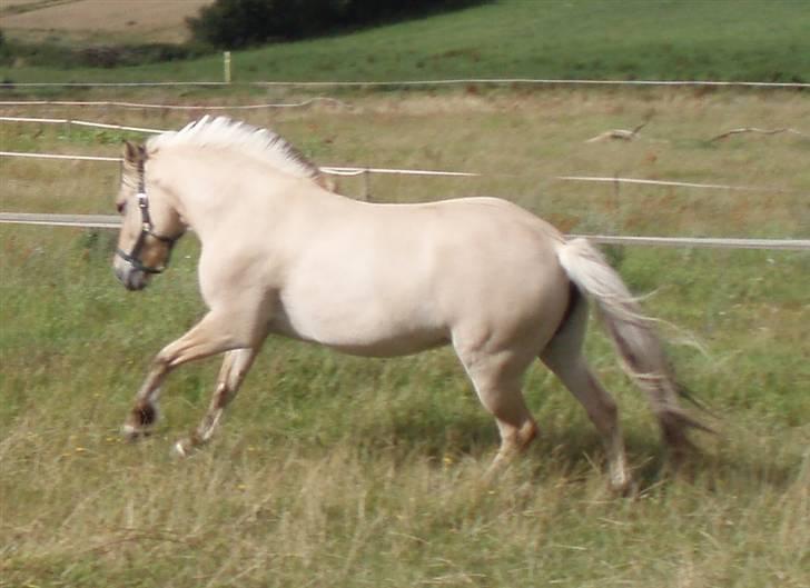 Fjordhest Tøsen - Tøsen billede 5