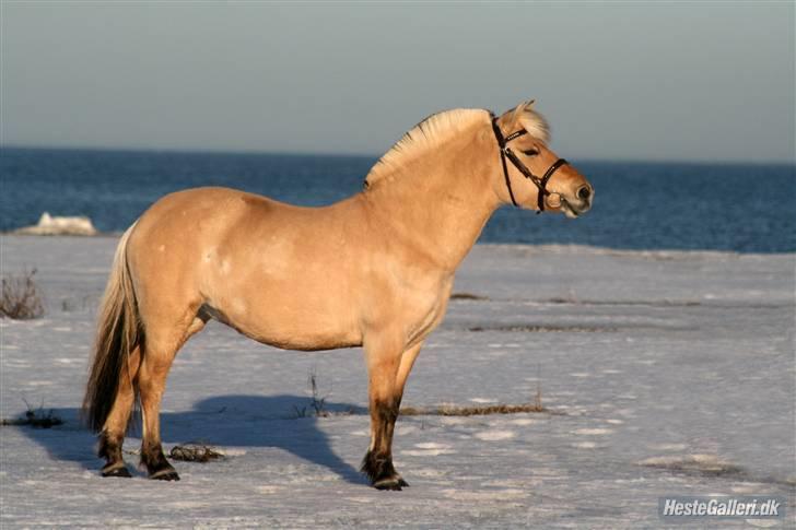Fjordhest Tøsen - Fotograf Røsle Dyre billede 6