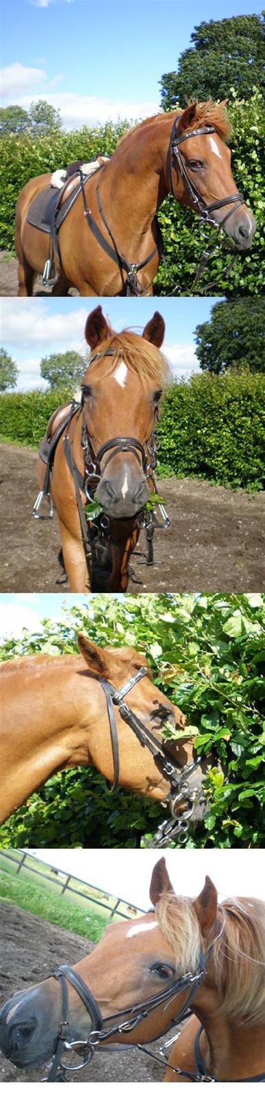 New Forest Tot - Bandit-pony. billede 9