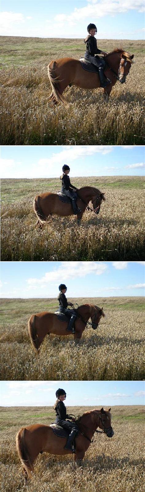 New Forest Tot - et par billeder fra marken. taget af signe<3 billede 10