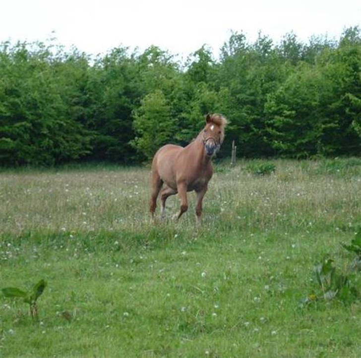 New Forest Tot billede 11