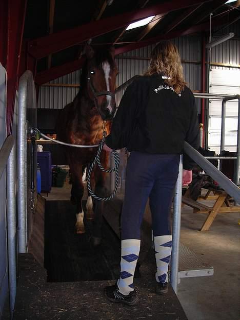 Dansk Varmblod Jeaton (aflivet) - her er jeaton lige på løbebånd, og det er han bare ved at være sej til billede 11