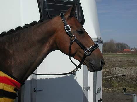 Dansk Varmblod Longshot   billede 5