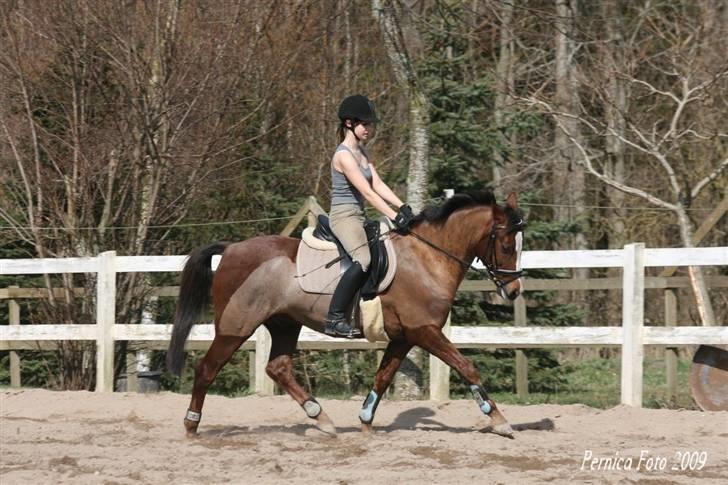 Anden s&#230;rlig race Hovvejens Rex - NYT. april 09. Foto: Pernica Foto. billede 2