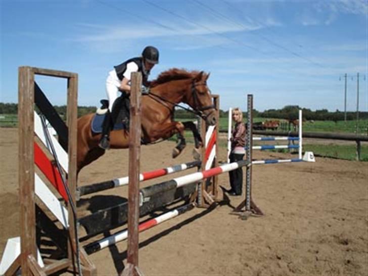 Anden særlig race Moonlight - 31.08.08 til stævne på KRT i en LB  billede 2