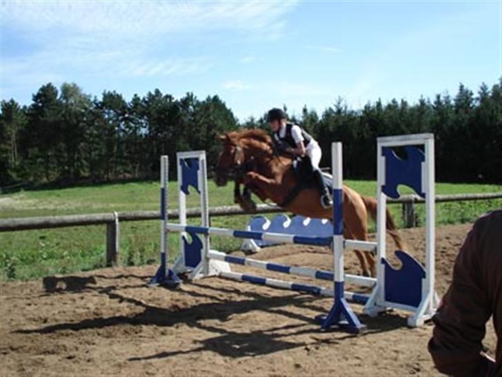 Anden særlig race Moonlight - 31.08.08 til stævne på KRT i en LB billede 3