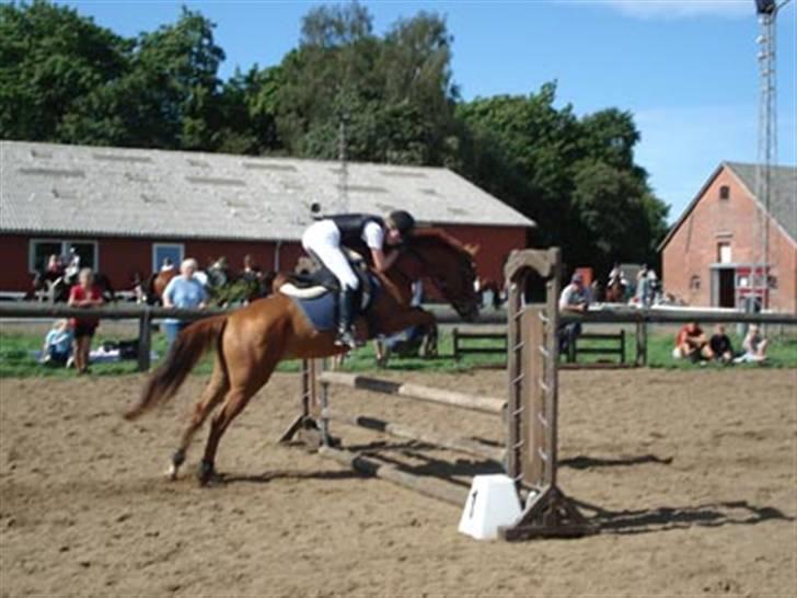 Anden særlig race Moonlight - 31.08.08 til stævne på KRT i en LC eller LB billede 5