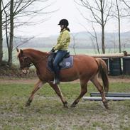 Anden særlig race Rubin <3