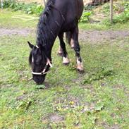 Irish Cob Bess