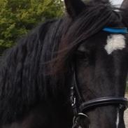 Irish Cob Bess