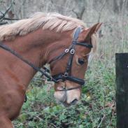 Anden særlig race Rubin <3