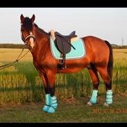 Anden særlig race Rico