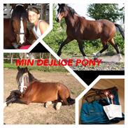 Anden særlig race Rico