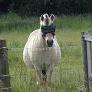 Fjordhest Ellemose´s Biffer