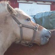 Fjordhest Ellemose´s Biffer