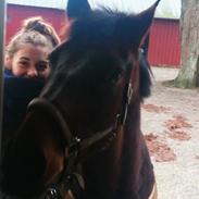 Hollandsk Varmblod Twister