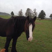 Irish Cob Poppy (Loppen)