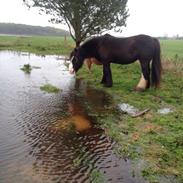 Irish Cob Poppy (Loppen)