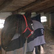 Irish Cob Poppy (Loppen)