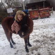 Anden særlig race Hilbert Hubert Eller Herbot