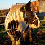 Irish Cob Bakkegårdens Shakira