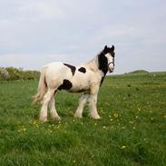 Irish Cob Cactus Jack