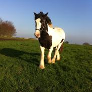 Irish Cob Cactus Jack