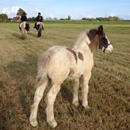 Irish Cob Cactus Jack