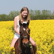 Welsh Cob (sec D) Tango