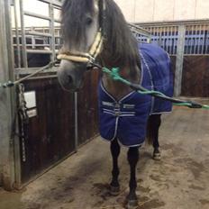 Pura Raza Española Tiento Yet