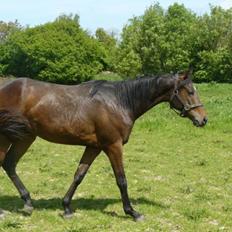 Fuldblod (XX) Hedin´s Il Divo R.I.P.