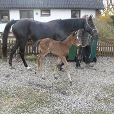 Fuldblod (XX) Hedin´s Il Divo R.I.P.