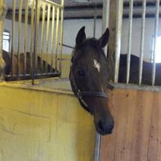 Fuldblod (XX) Hedin´s Il Divo R.I.P.