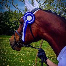 Hollandsk Varmblod Vita Z.D.W HIMMELHEST 