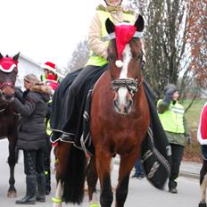 Anden særlig race Flamme *Tidl. part* (Rideskole hest)