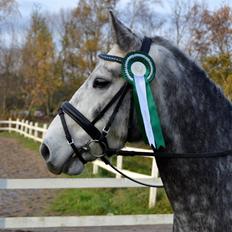 Connemara Klintly's macong