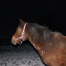 New Forest Øagergaards Mette (SOLGT)