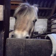 Fjordhest Ebbetorns Figaro