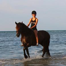 Welsh Cob (sec D) Valhallas Allegro