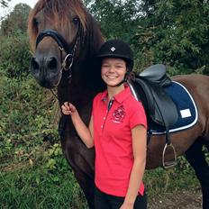 Welsh Cob (sec D) Valhallas Allegro