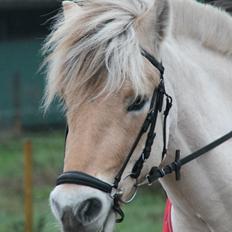 Fjordhest Oscar Vårby
