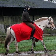 Fjordhest Oscar Vårby
