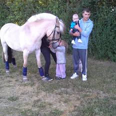 Fjordhest Macur (R.I.P 02-07-2014)