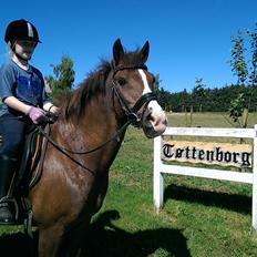 New Forest Koedijks Milano